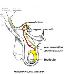 anillo inguinal 